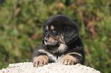 DOGUE DU TIBET 493